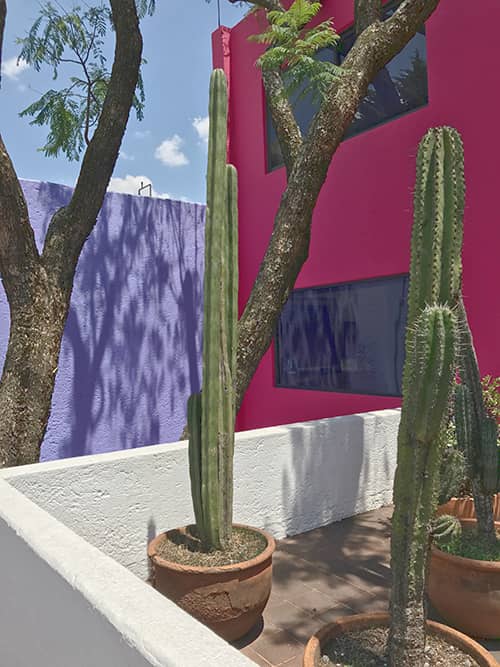 maison Gilardi les cactus